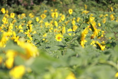 10月に咲くひまわり