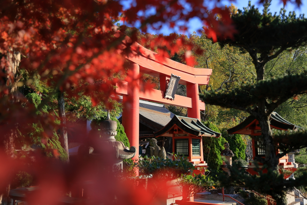 紅葉と鳥居