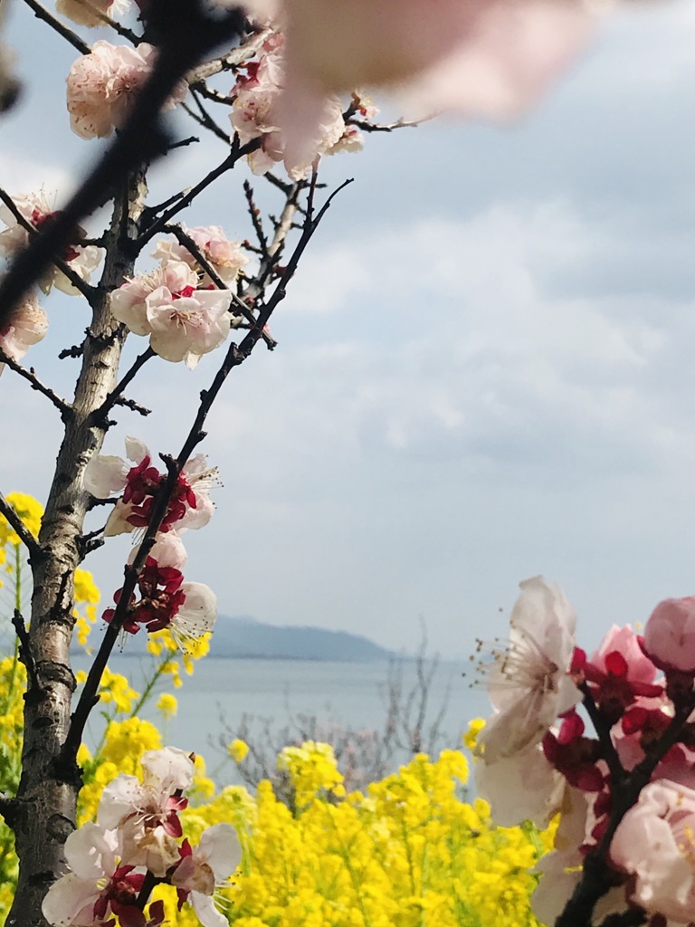 杏と菜の花と瀬戸内海と