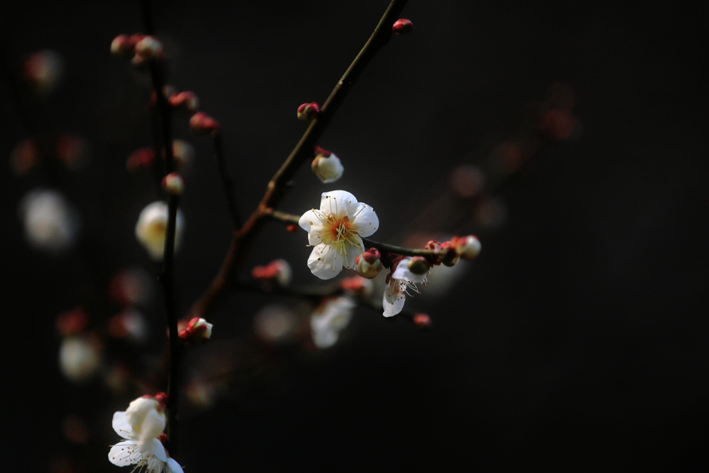 梅の花