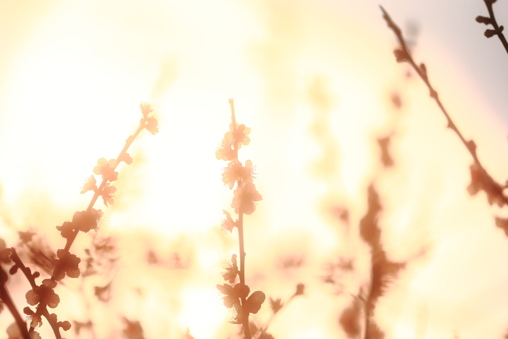 光にそまる梅の花