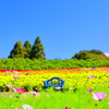 日向ぼっこはいかが？