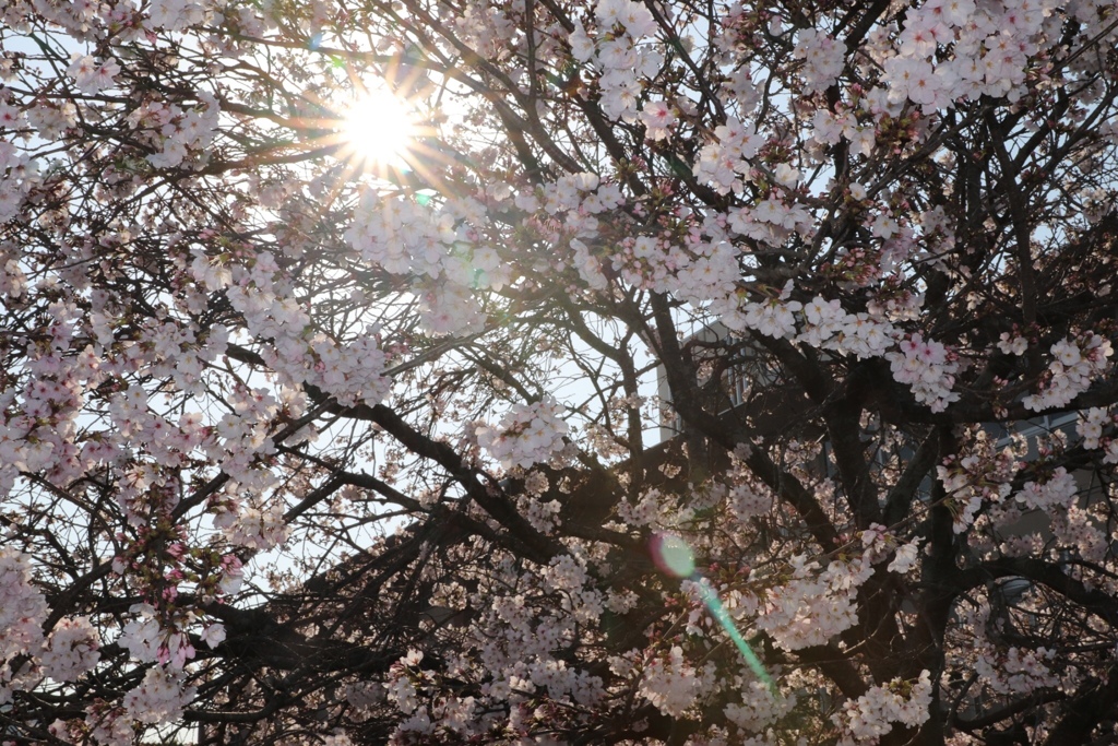 小学校の桜