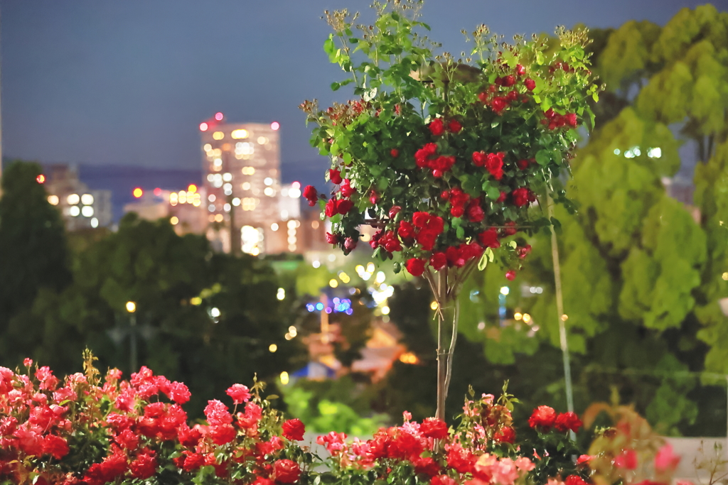 ばらの花束をあなたに