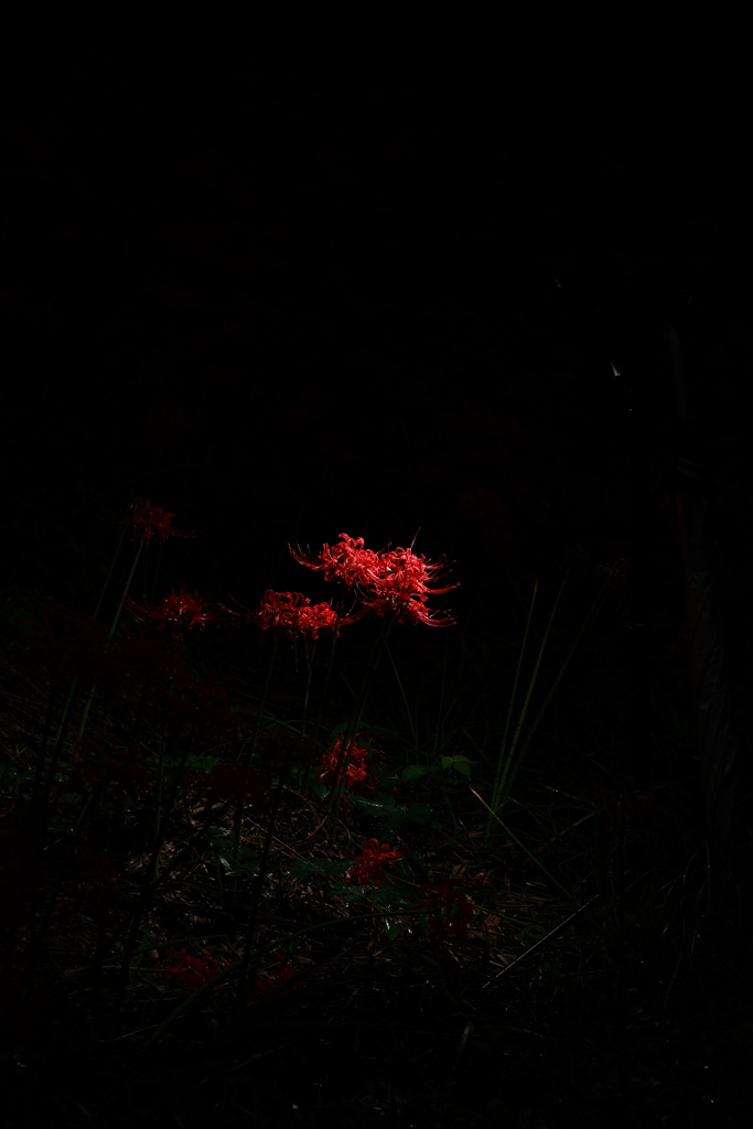 野に宿る光