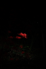 野に宿る光