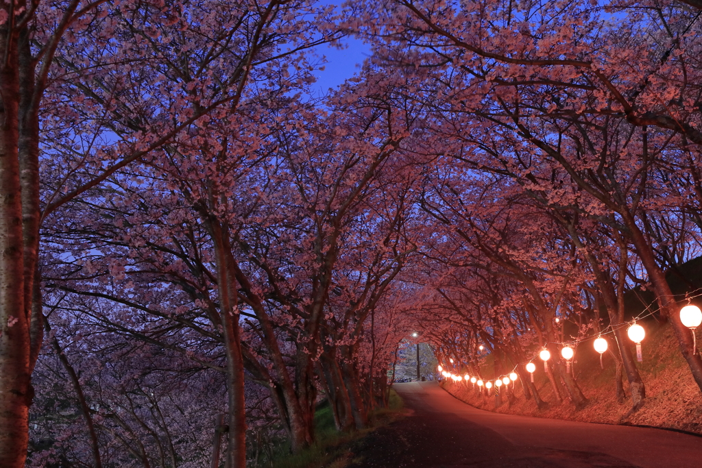 ご近所の桜トンネル