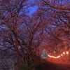 ご近所の桜トンネル