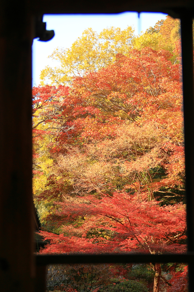 佛通寺紅葉