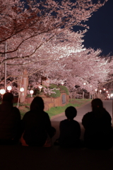 夜桜鑑賞