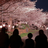 夜桜鑑賞