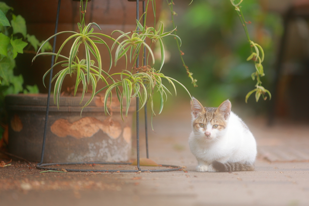 子猫