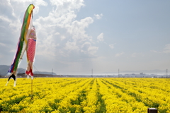 菜の花フェスティバル中止・・・