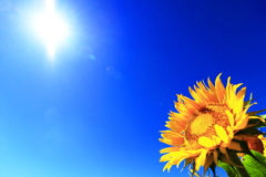 夏