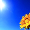 夏