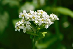 蕎麦の花