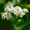 蕎麦の花