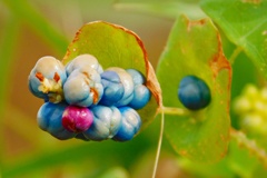 ひとつだけピンクの可愛らしい草の実