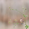 ちっちゃなお花が似合うね♪