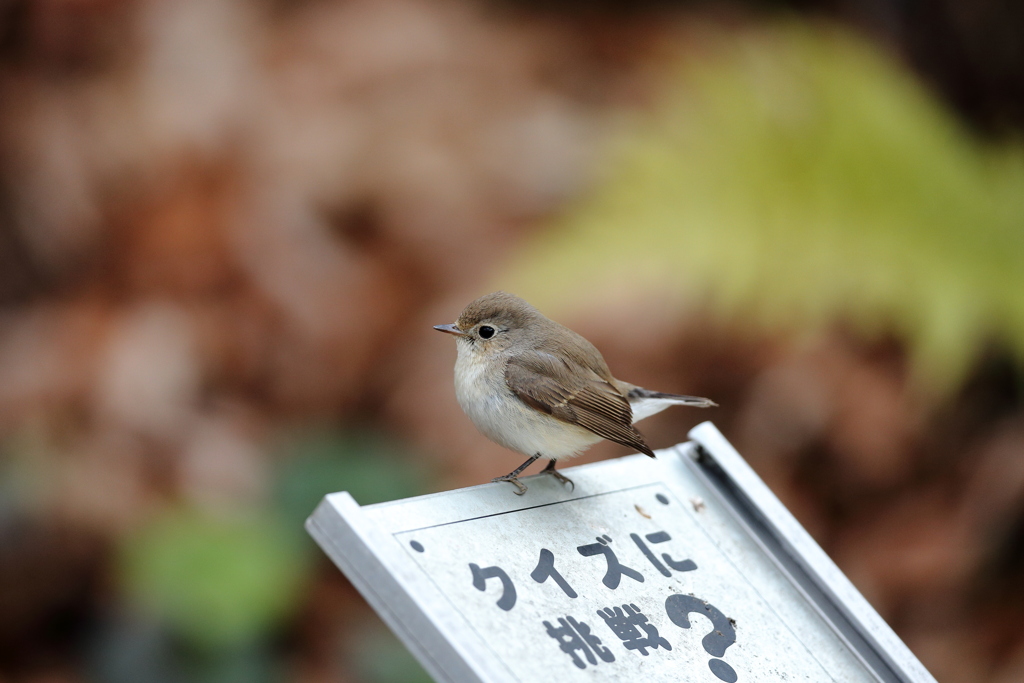 クイズも出してくれますｗ