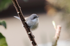 コノドジロムシクイ ご来鳥