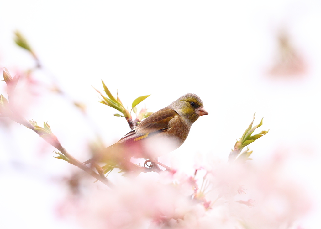 桜とカワラヒワさん