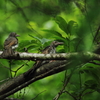 [Stay Home] 鳥のヒナっち クイズ⑥＾＾
