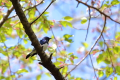 桜ですけど