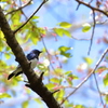 桜ですけど