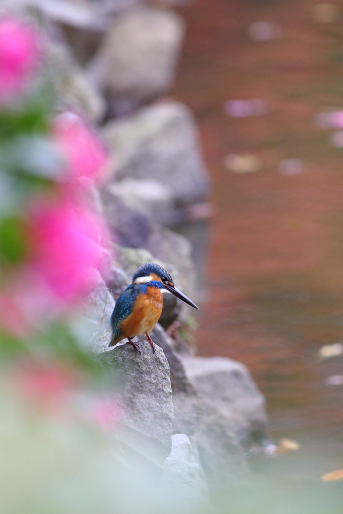 山茶花カワセミ　５年前の在庫から