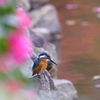 山茶花カワセミ　５年前の在庫から