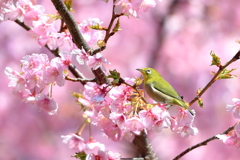 春爛漫！？