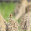ノビタキの季節