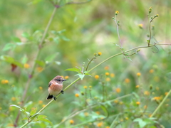 小栴檀草ノビ　虫を狙う