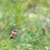 小栴檀草ノビ　虫を狙う