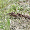 [Stay Home] 鳥のヒナっち クイズ③＾＾