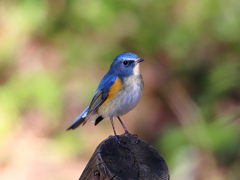 新春鳥撮り第2弾！ルリビタキくん