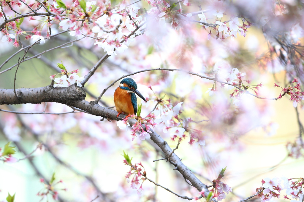 【続】平成最後の桜カワセミ