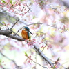 【続】平成最後の桜カワセミ