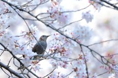 ぼくも撮ってよ