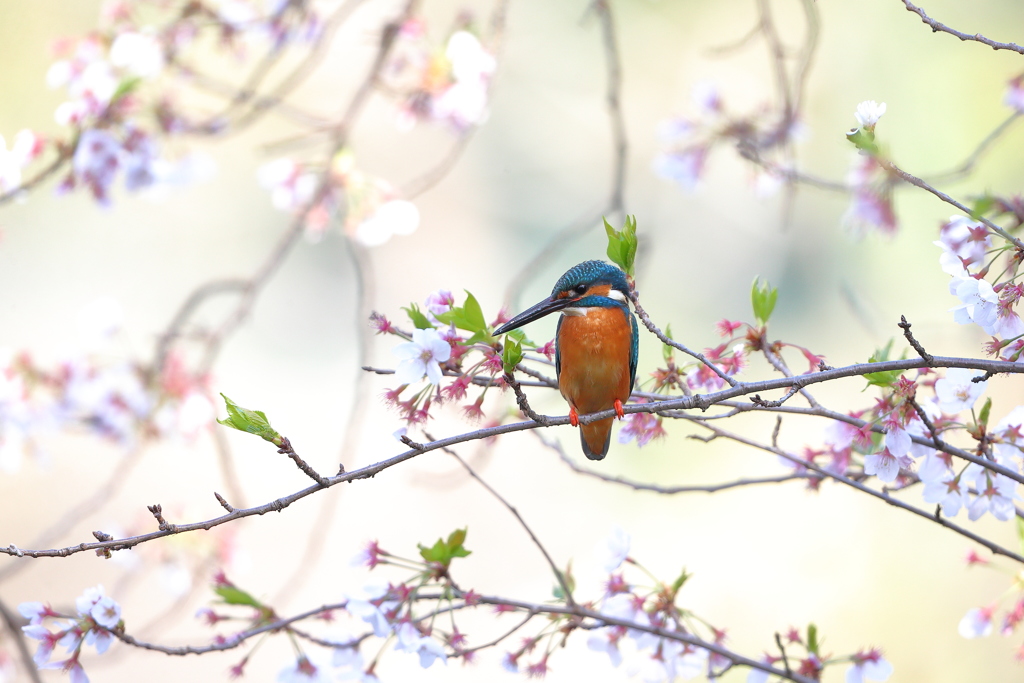 名残の桜