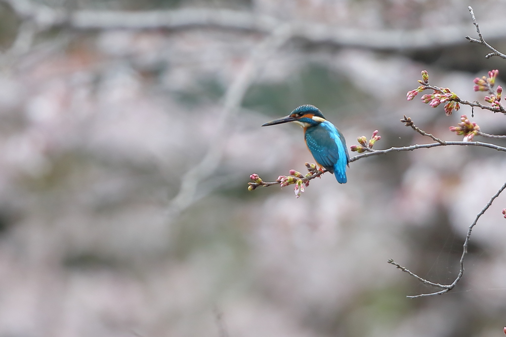 彼女のために でっかいお魚 とるぞー☆