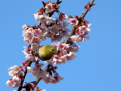 早咲きの桜とメジロ