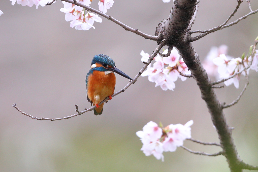 桜が少なくて 見やすいなあ