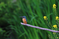 平成最後のカワセミ 菜の花添え