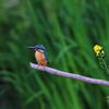 平成最後のカワセミ 菜の花添え