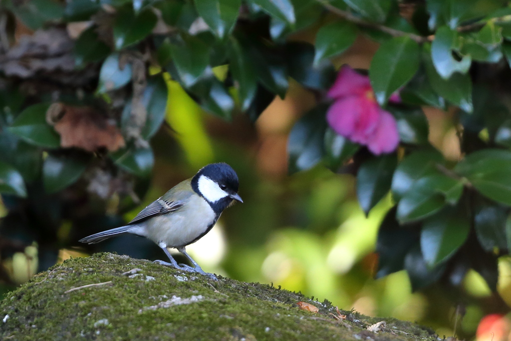 山茶花シジュウカラ