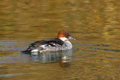 珍しく水鳥！さて何の鳥さんでしょう