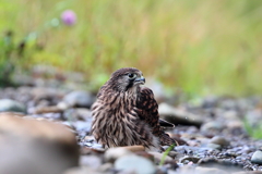 チョウゲンちび