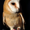 紅葉散歩　神秘的なメンフクロウさん♪